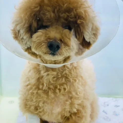 수원 썬동물병원에 내원한 나초