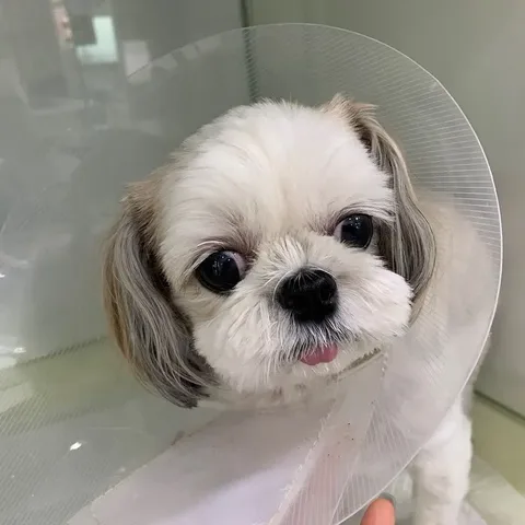 수원 썬동물병원에 내원한 오늘도 씩씩하게