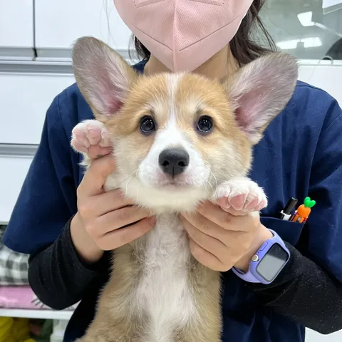 수원 썬동물병원에 내원한 웰시코기 · 3개월