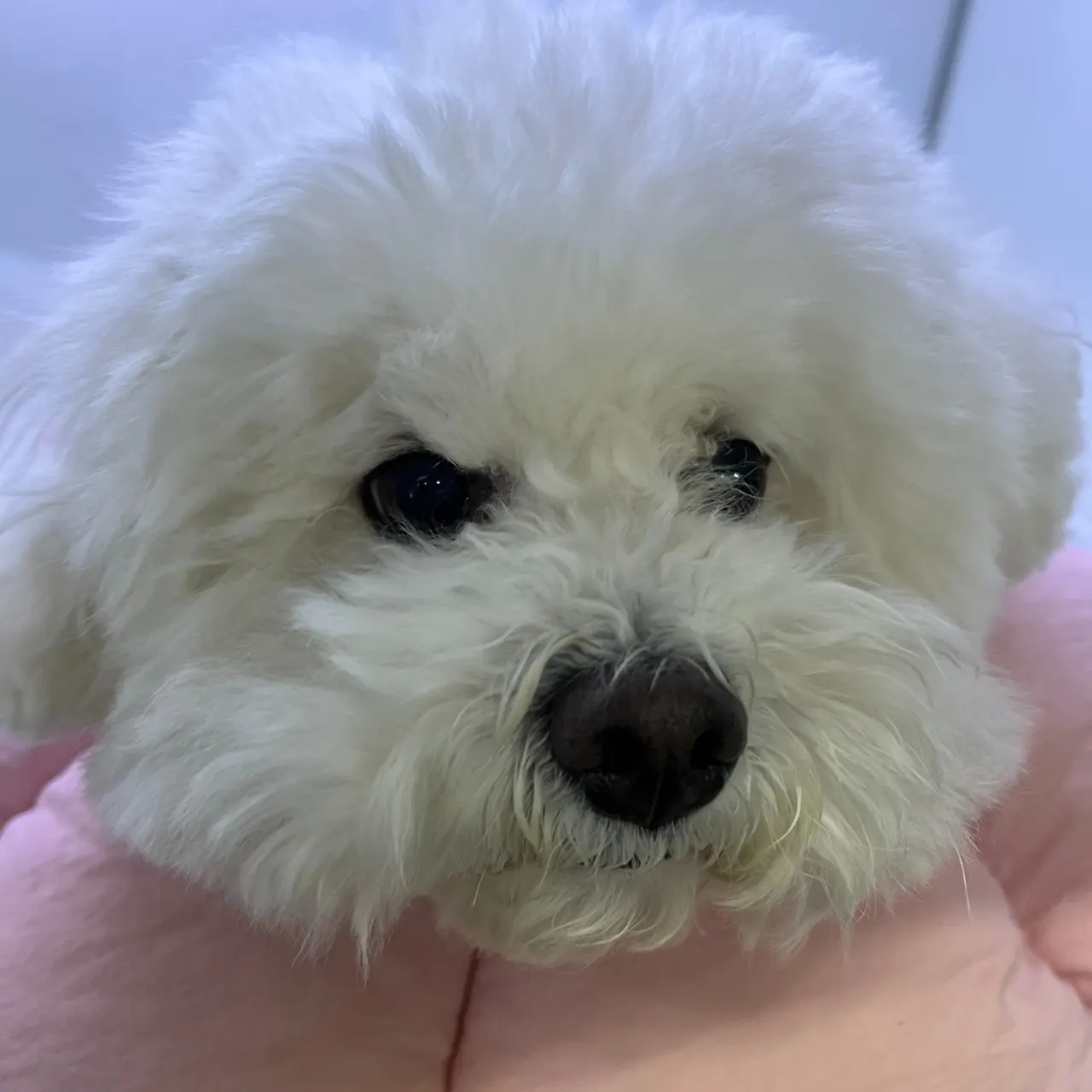 유선종양 수술을 위해 내원한 9살 비숑